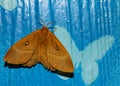 Moth on hand, beautiful night butterfly on a female hand on a blue background. Royalty Free Stock Photo