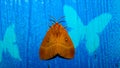 Moth on hand, beautiful night butterfly on a female hand on a blue background. Royalty Free Stock Photo