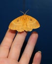 Moth on hand, beautiful night butterfly on a female hand on a blue background. Royalty Free Stock Photo