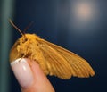 Moth on hand, beautiful night butterfly on a female hand on a blue background. Royalty Free Stock Photo