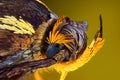 Moth head macro