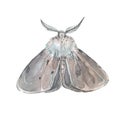 Moth illustration isolated on white background. Hand painted with watercolors.