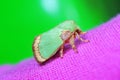 Moth insects Royalty Free Stock Photo