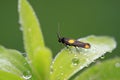 Moth insects on plant Royalty Free Stock Photo