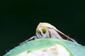 Moth insects on plant Royalty Free Stock Photo