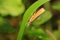 Moth insects on plant Royalty Free Stock Photo