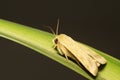 Moth insects on plant Royalty Free Stock Photo