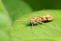 Moth insects on plant Royalty Free Stock Photo