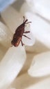 Moth insects in rice close-up macro photo Royalty Free Stock Photo