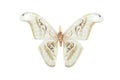 A moth Royalty Free Stock Photo