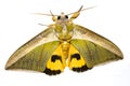 moth isolated on white background close up upper view yellow green Royalty Free Stock Photo