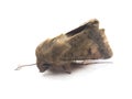moth isolated on white background Royalty Free Stock Photo