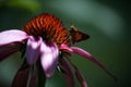 Moth drinking from pink cone flower.