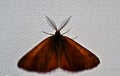 Moth with large antennae