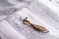 Moth larva on clothing, feeding on fabric, macro photo of urban pest, lack of hygiene, humid environment, insects indoors Royalty Free Stock Photo