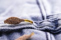 Moth larva on clothing, feeding on fabric, macro photo of urban pest, lack of hygiene, humid environment, insects indoors Royalty Free Stock Photo