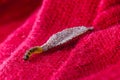 moth larva on clothing, feeding on fabric, macro photo of urban pest, lack of hygiene, humid environment, insects indoors Royalty Free Stock Photo