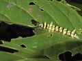 Moth larva,Trabala Vishnou guttata (Matsumura,1909) Royalty Free Stock Photo