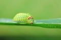 moth larvae on plants in nature Royalty Free Stock Photo