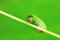 moth larvae on plants in nature Royalty Free Stock Photo