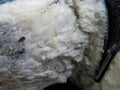 Moth larvae in a woolen product