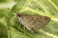 Moth on leaf extreme close up photo Royalty Free Stock Photo