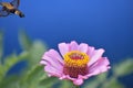 Moth leaving a zinnia flower