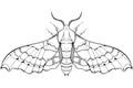 Moth line art