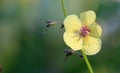 Moth Mullein flower early morning