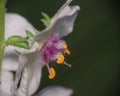 Moth Mullein Flower On A Stem