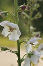 Moth Mullein Royalty Free Stock Photo
