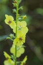 Moth Mullein Yellow Flower and Buds Royalty Free Stock Photo