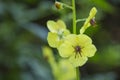 Moth Mullein Yellow Flower Royalty Free Stock Photo