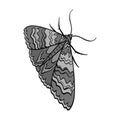 Moth, night butterfly. Insect pest moth single icon in monochrome style vector symbol stock isometric illustration web.