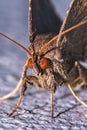 Moth Night Butterfly On Tree Bark Royalty Free Stock Photo