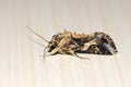 Moth of Noctuidae Royalty Free Stock Photo