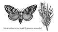 Moth or nun moth The black arches Lymantria monacha Vintage illustration from Brockhaus Konversations-Lexikon 1908