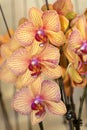 Moth orchid