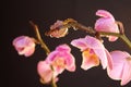 Moth orchid Royalty Free Stock Photo