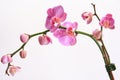 Moth orchid Royalty Free Stock Photo