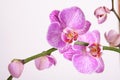 Moth orchid Royalty Free Stock Photo