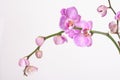 Moth orchid Royalty Free Stock Photo