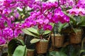 Moth orchid Royalty Free Stock Photo