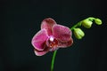 Moth Orchid Royalty Free Stock Photo