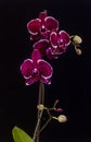 Moth orchid with black background isolated Royalty Free Stock Photo