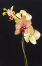 Moth orchid with black background isolated Royalty Free Stock Photo