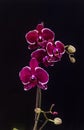 Moth orchid with black background isolated Royalty Free Stock Photo