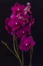 Moth orchid with black background isolated Royalty Free Stock Photo