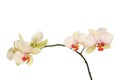 Moth orchid flowers