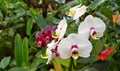 Moth Orchid flowers in the garden on green tropical plants background. Scientific name Phalaenopsis amabilis